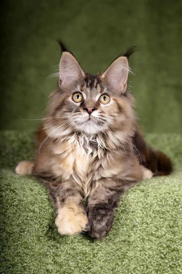 Lusy | Polydactyl Maine Coon Kitten