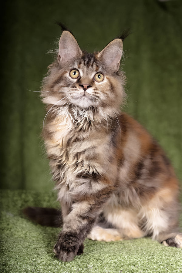 Lusy | Polydactyl Maine Coon Kitten