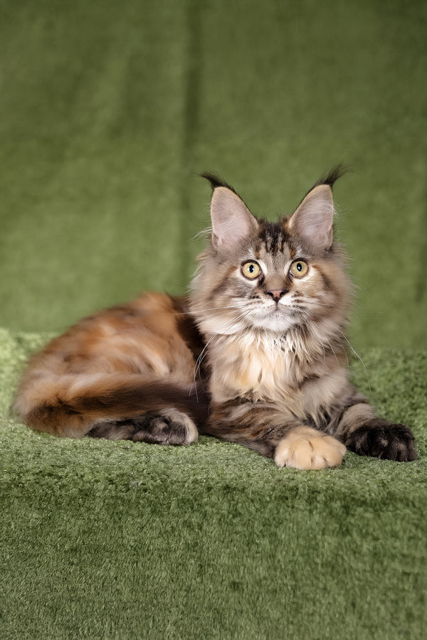Lusy | Polydactyl Maine Coon Kitten