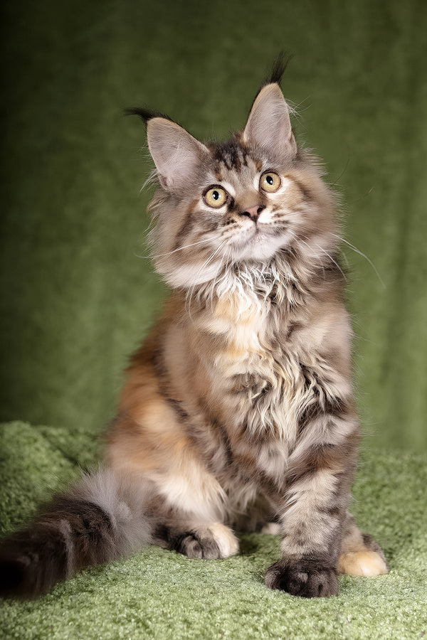 Lusy | Polydactyl Maine Coon Kitten