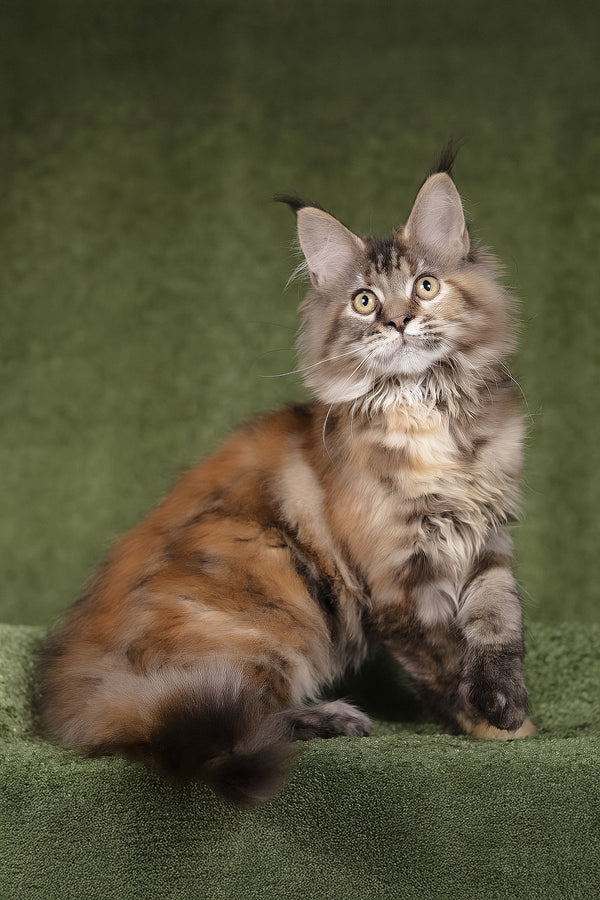 Lusy | Polydactyl Maine Coon Kitten