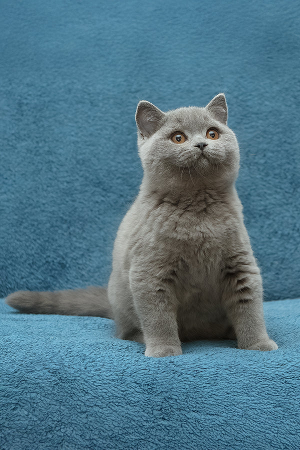 Oniks | British Shorthair Kitten