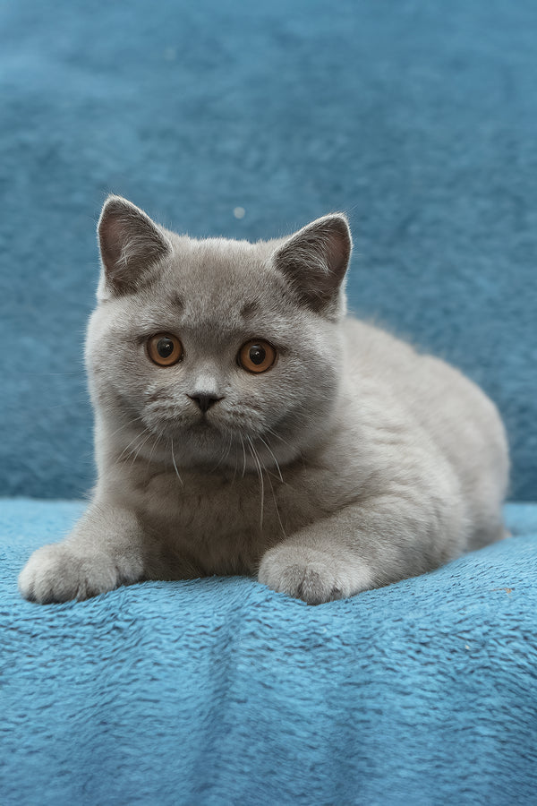 Oniks | British Shorthair Kitten