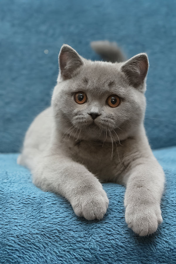 Oniks | British Shorthair Kitten