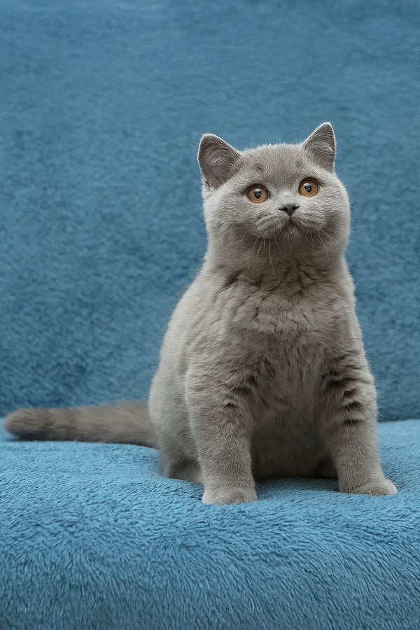 Oniks | British Shorthair Kitten
