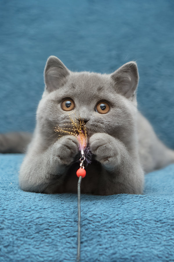 Oniks | British Shorthair Kitten