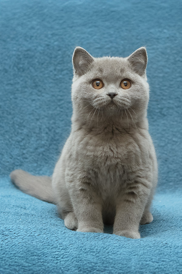 Oniks | British Shorthair Kitten