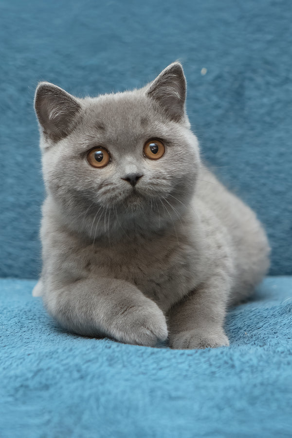 Oniks | British Shorthair Kitten
