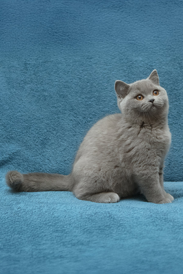 Oniks | British Shorthair Kitten