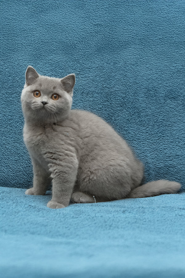 Oniks | British Shorthair Kitten