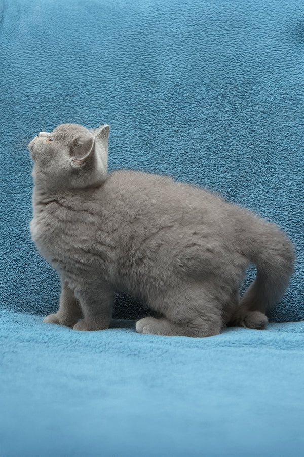 Oniks | British Shorthair Kitten