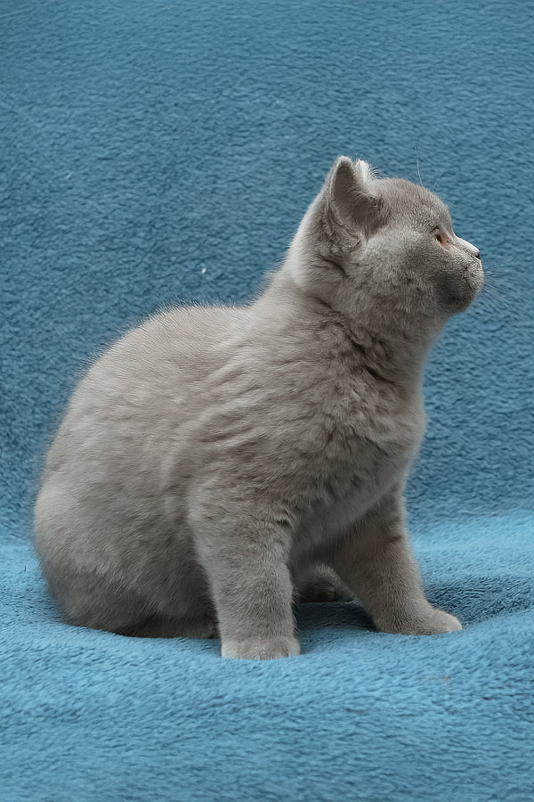 Oniks | British Shorthair Kitten