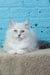 Tatosha | Siberian Kitten