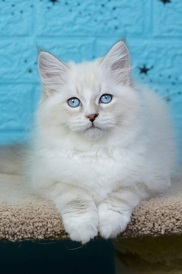 Tatosha | Siberian Kitten