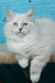Tatosha | Siberian Kitten