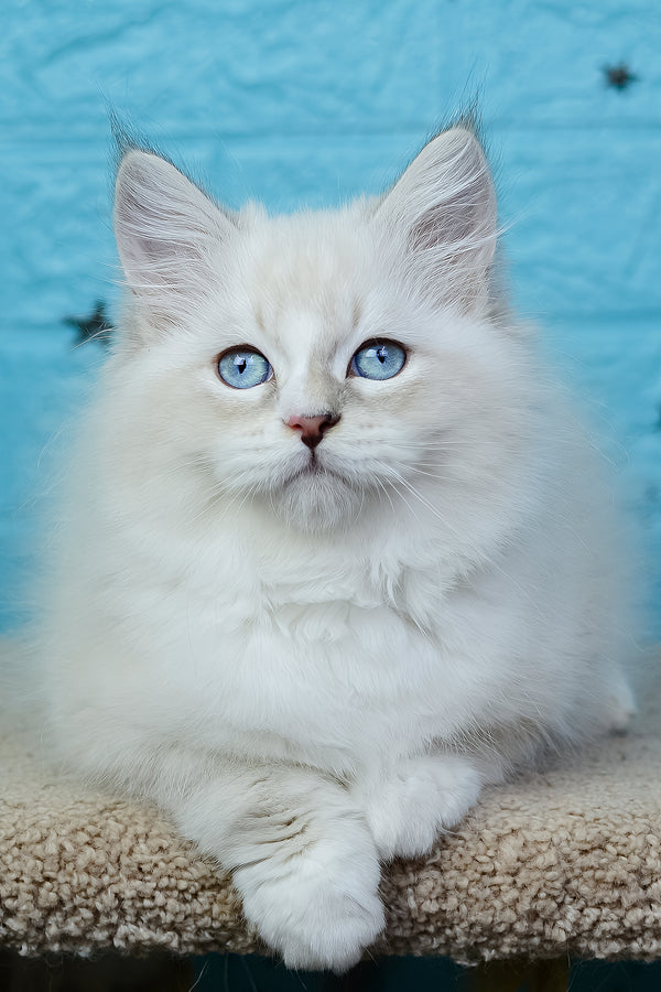 Tatosha | Siberian Kitten