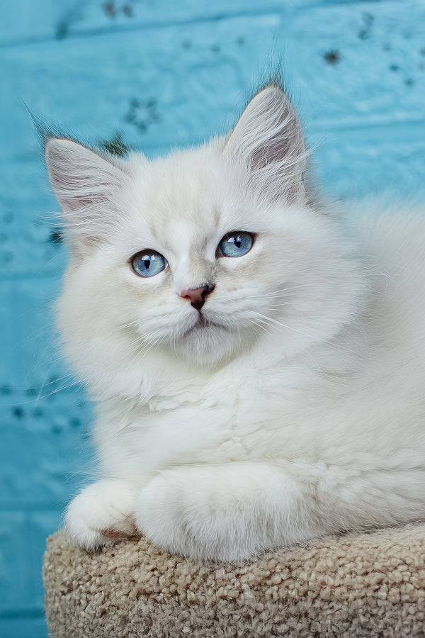 Tatosha | Siberian Kitten
