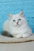Tatosha | Siberian Kitten