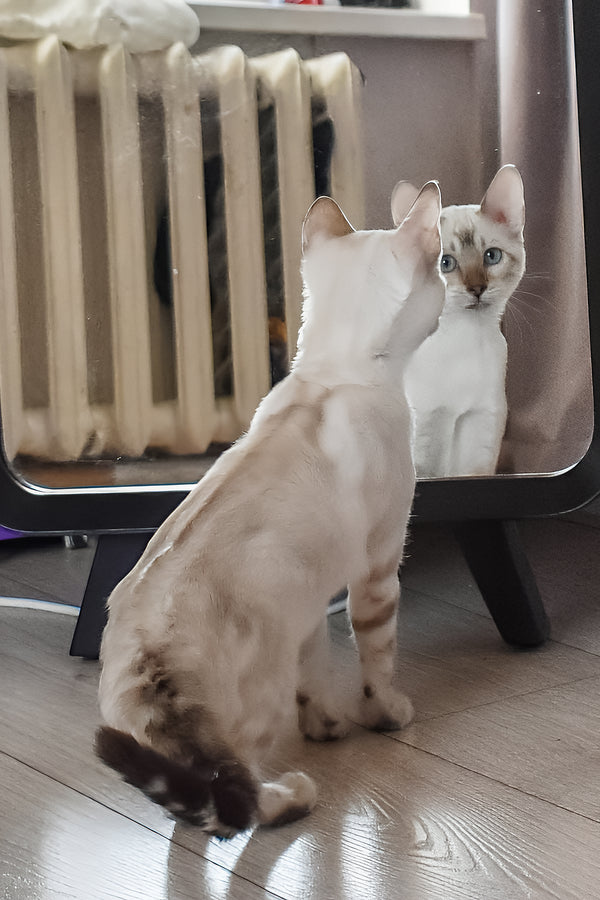 Tokyo | Bengal Kitten