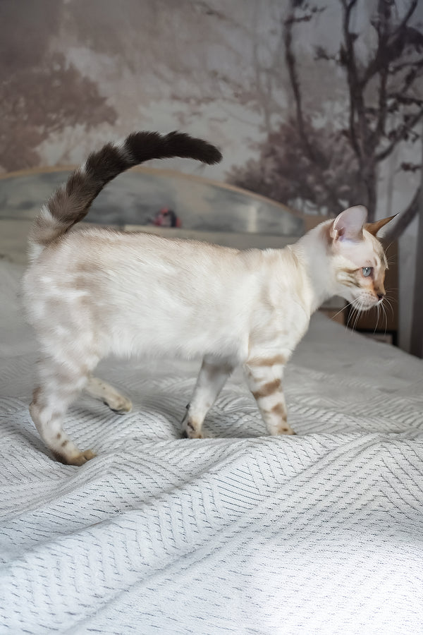 Tokyo | Bengal Kitten