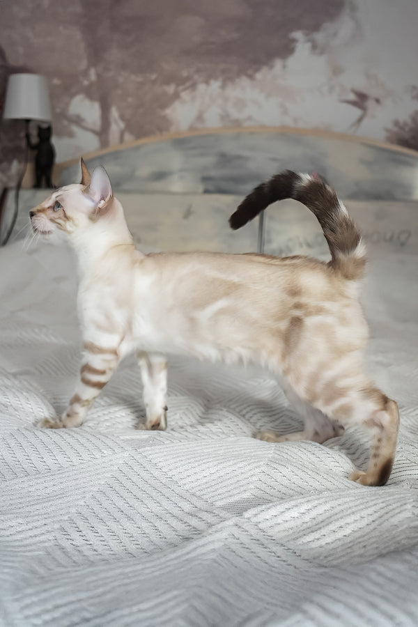 Tokyo | Bengal Kitten