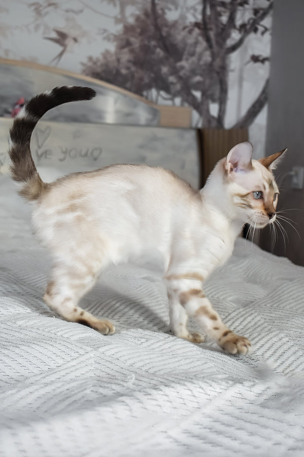 Tokyo | Bengal Kitten