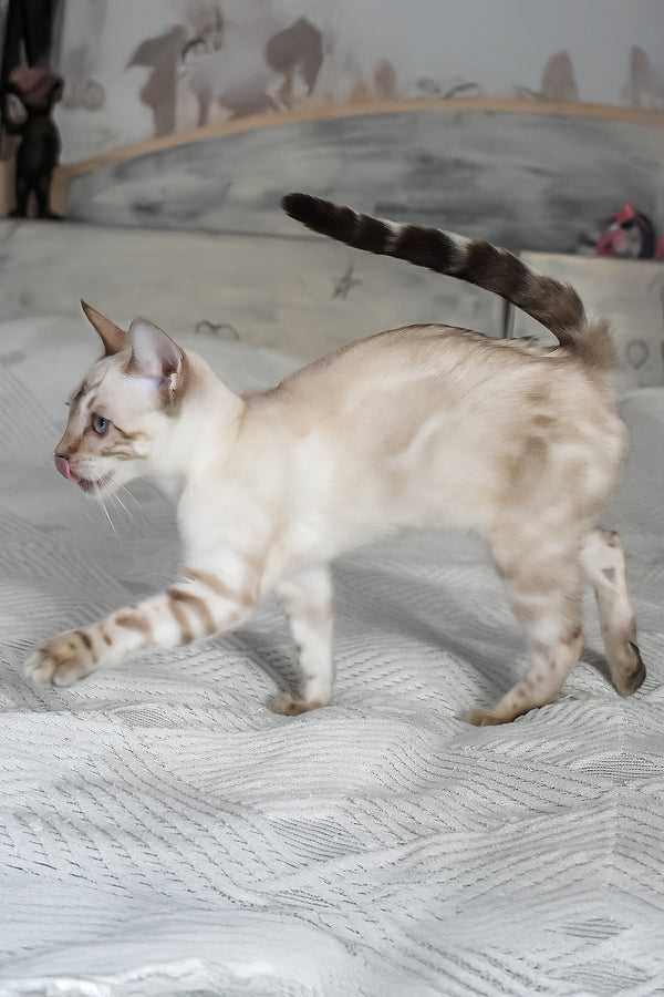 Tokyo | Bengal Kitten