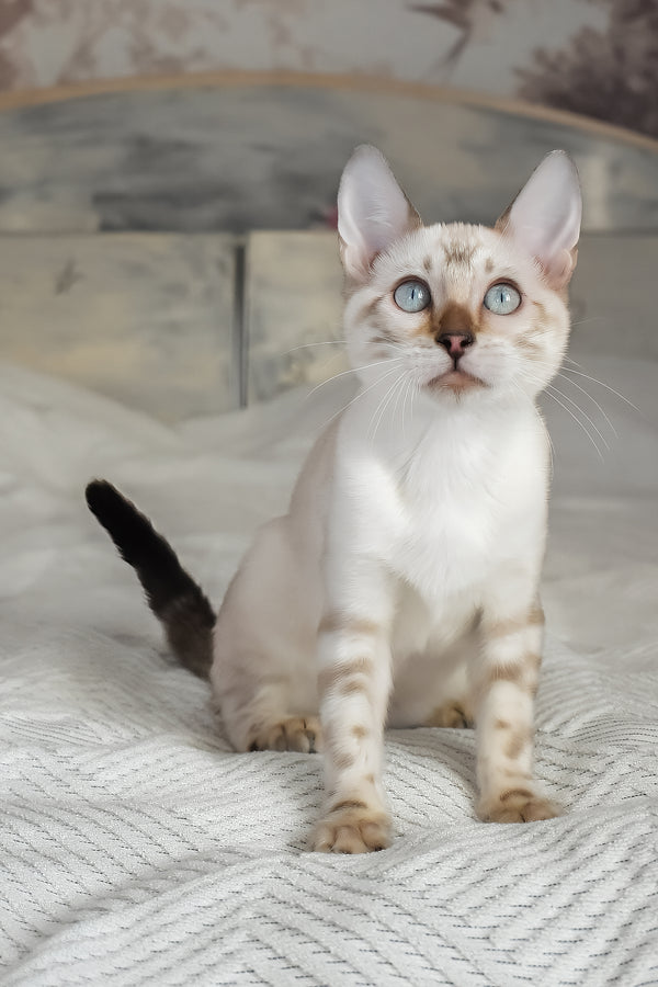 Tokyo | Bengal Kitten