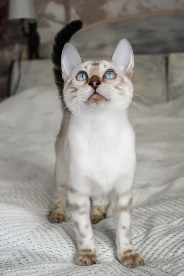 Tokyo | Bengal Kitten