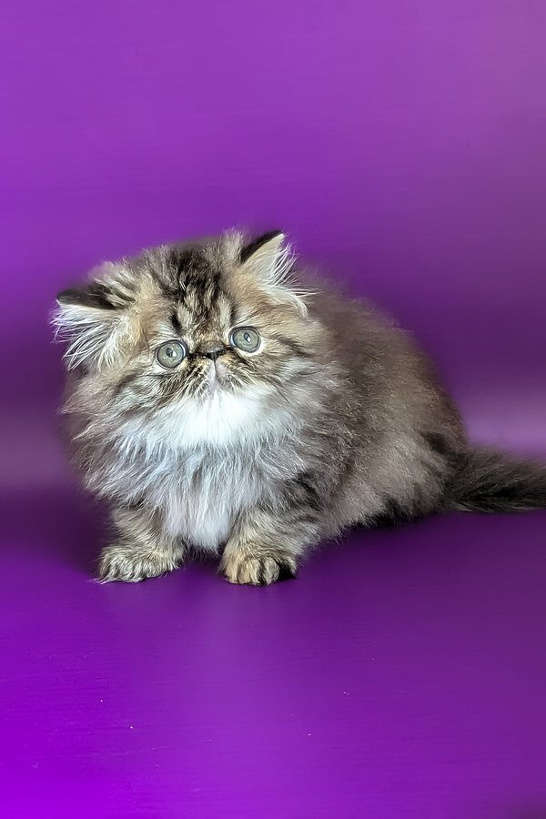 Vesta | Persian Kitten