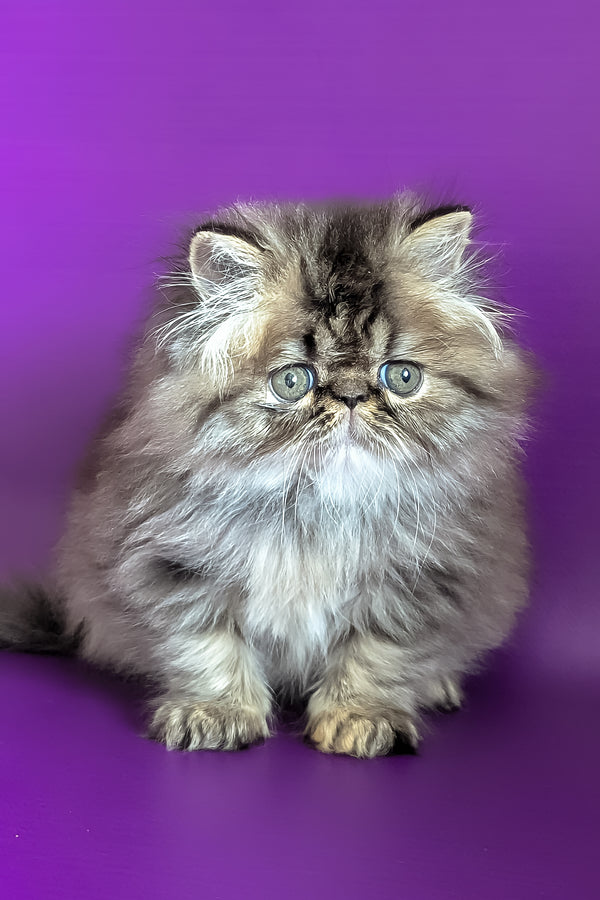 Vesta | Persian Kitten