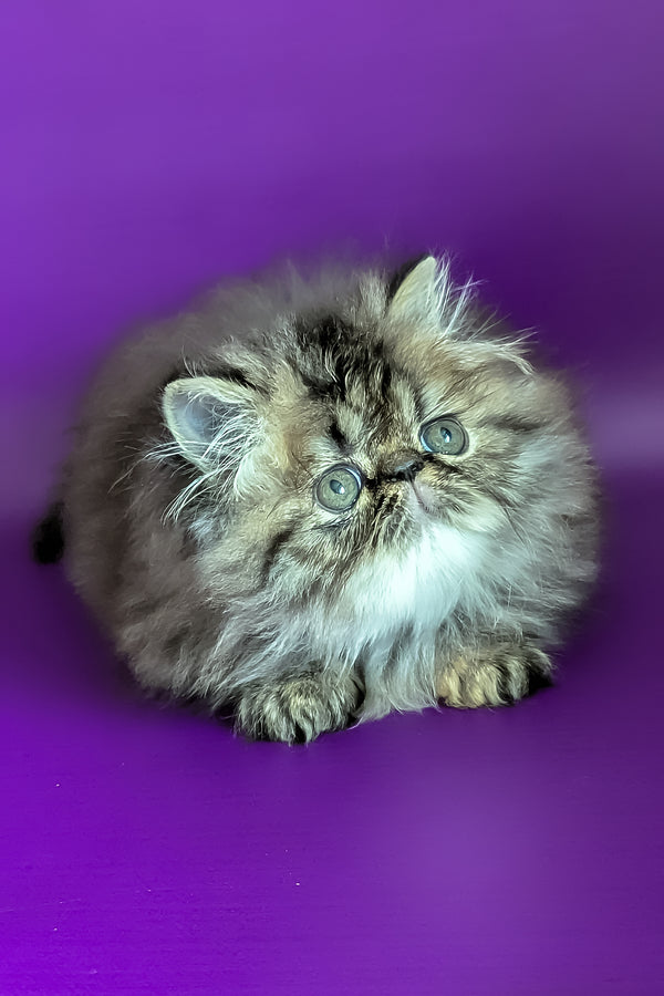 Vesta | Persian Kitten