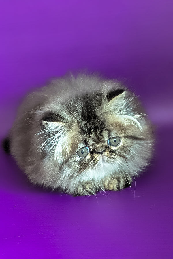 Vesta | Persian Kitten