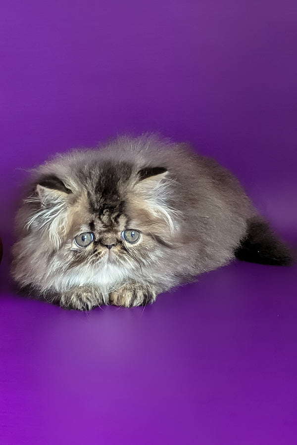 Vesta | Persian Kitten