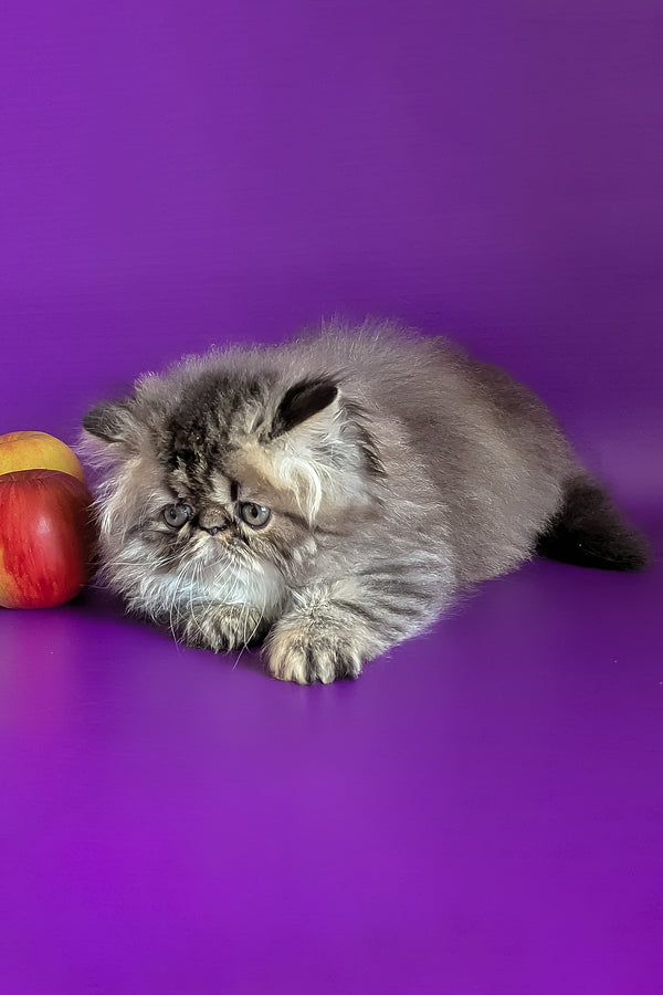 Vesta | Persian Kitten