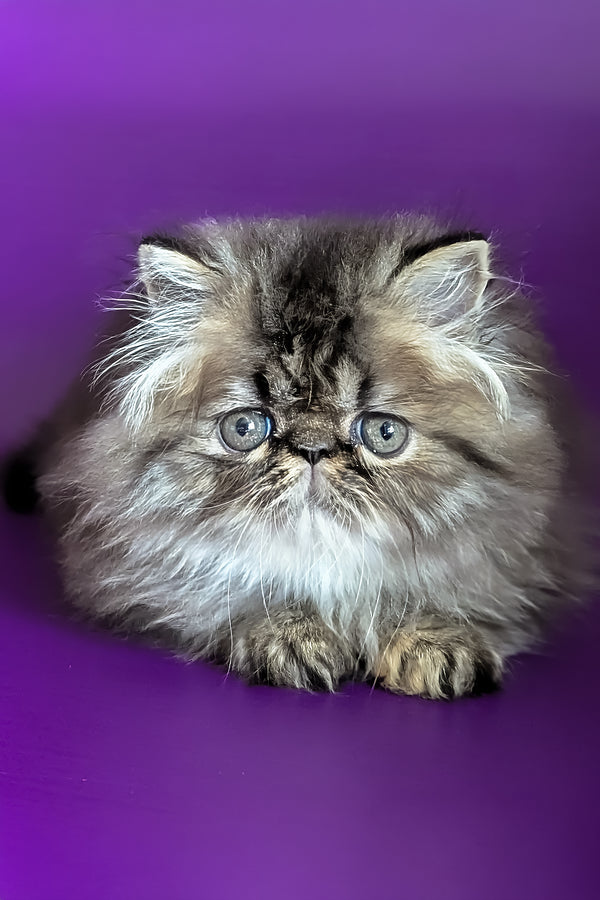 Vesta | Persian Kitten