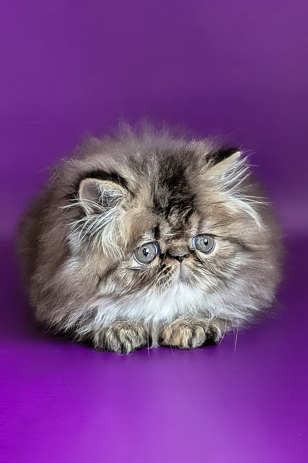 Vesta | Persian Kitten