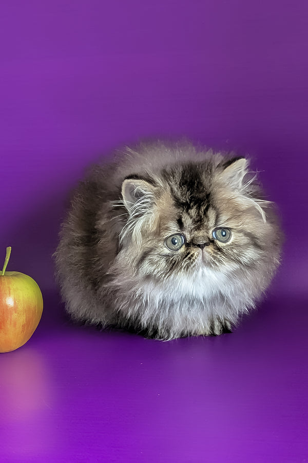 Vesta | Persian Kitten