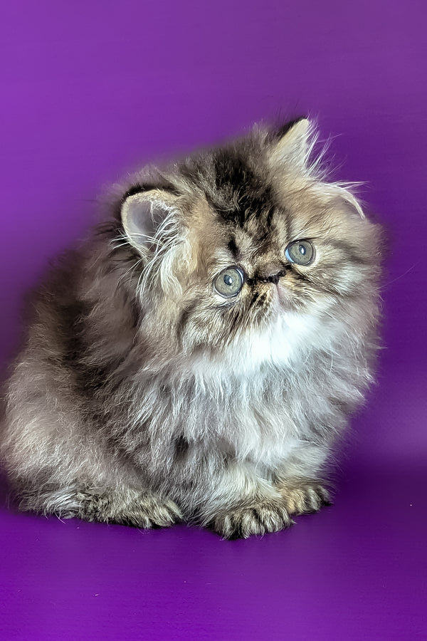 Vesta | Persian Kitten