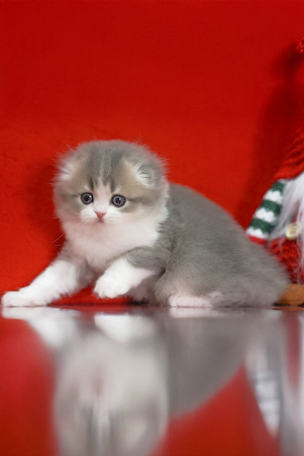 Lissy | Scottish Fold Longhair Kitten