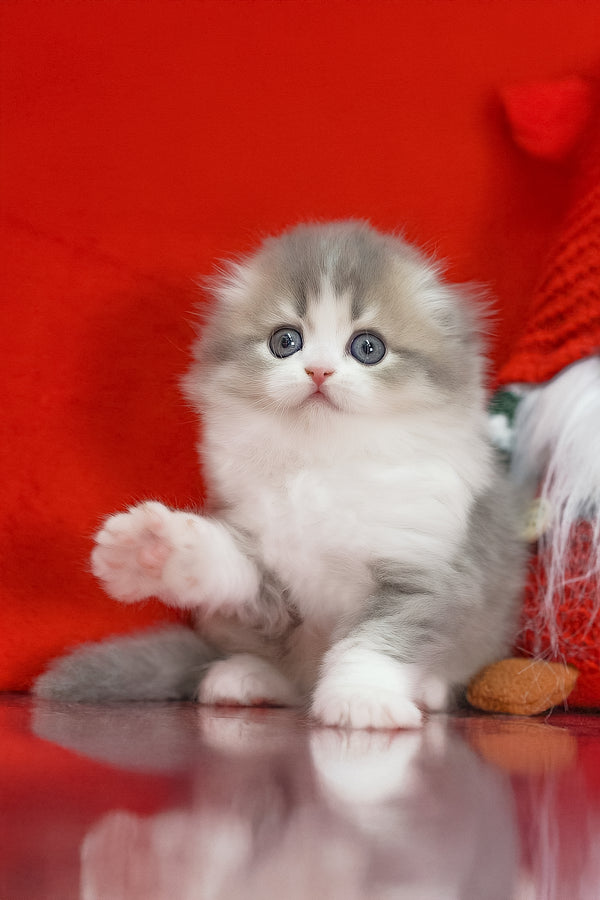 Lissy | Scottish Fold Longhair Kitten
