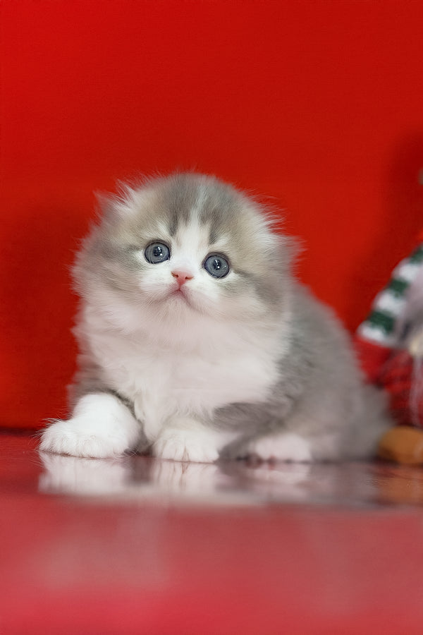 Lissy | Scottish Fold Longhair Kitten