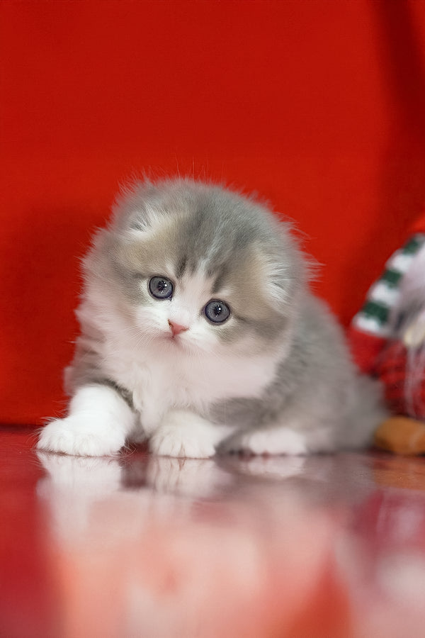 Lissy | Scottish Fold Longhair Kitten
