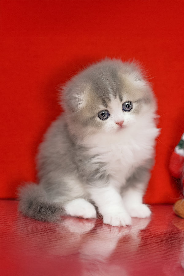 Lissy | Scottish Fold Longhair Kitten