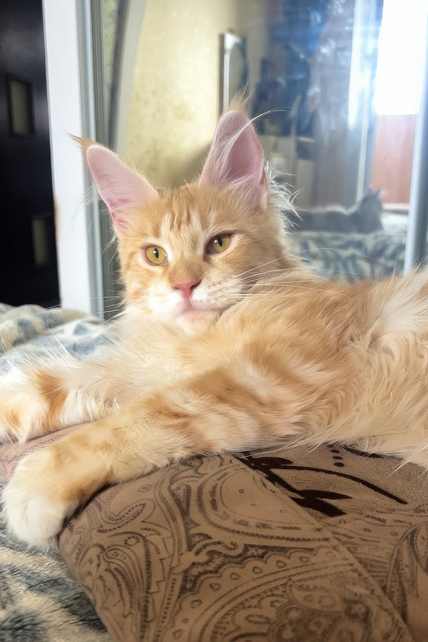 Eclaer | Maine Coon Kitten