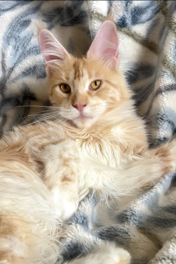 Eclaer | Maine Coon Kitten