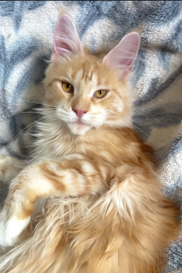 Eclaer | Maine Coon Kitten