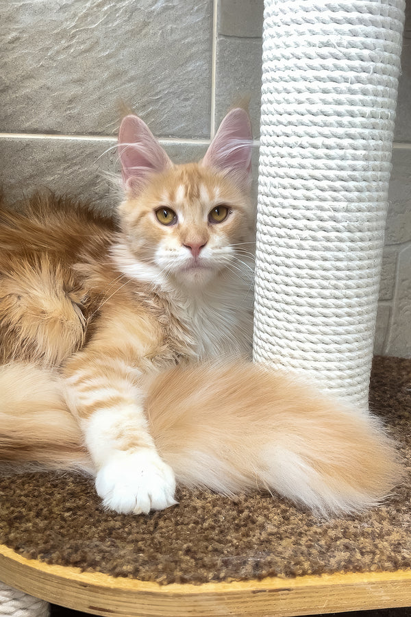Eclaer | Maine Coon Kitten