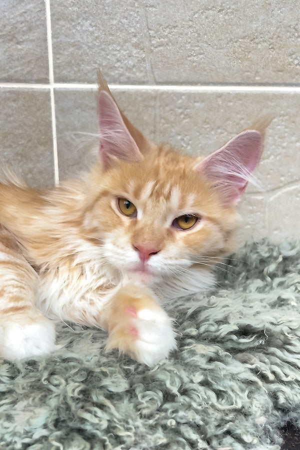 Eclaer | Maine Coon Kitten