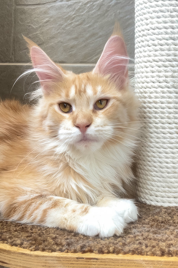 Eclaer | Maine Coon Kitten
